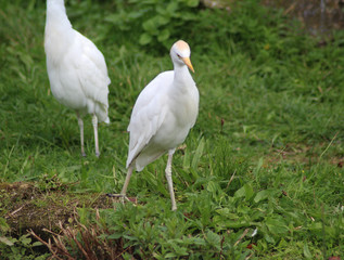 Cattle egret