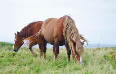 Pferde in der Bretagne, Freiheit