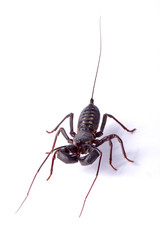Giant vinegarroon, Mastigoproctus giganteus