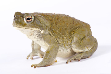 Colorado River toad, Incilius alvarius