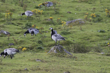 barnacle goose, Branta leucopsis
