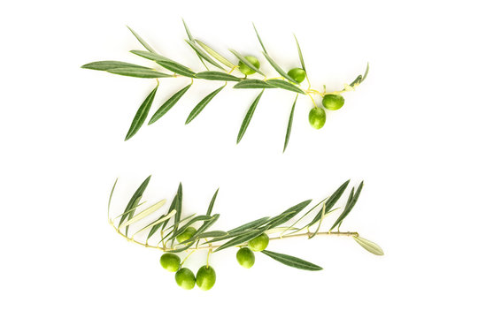 Two olive branches forming frame on white with copyspace