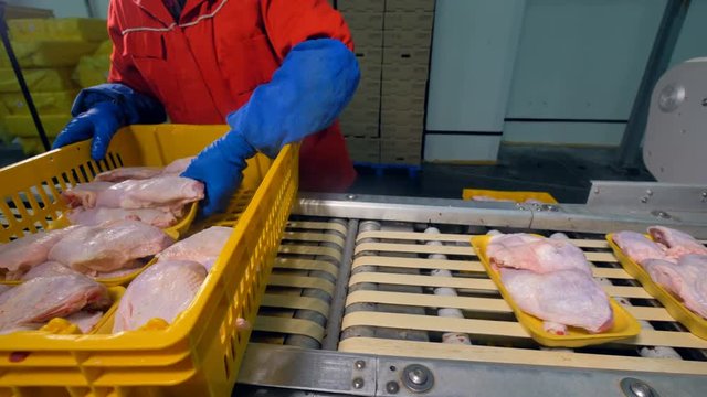 Many Styrofoam trays with chicken breasts sent on a conveyor. 