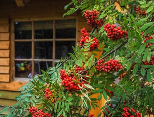 Rowan Bush in front of the house. Decorating a country house. Autumn kinds of suburban landscape design. Wooden country house.