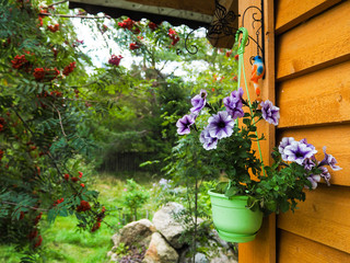 Fototapeta na wymiar Petunia in a pot at the entrance in a wooden country house. Decorating a country house. Autumn kinds of suburban landscape design.