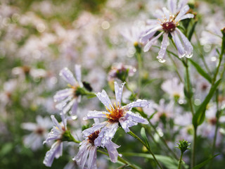 Flowers perennial asters in the autumn rain. Flowers perennial Aster serdtselistny.