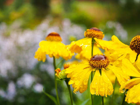Flowers Gelenium in the rain. Autumn yellow flowers. 