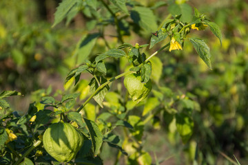 Tomatillo (Physalis philadelphica) or Mexican husk tomato