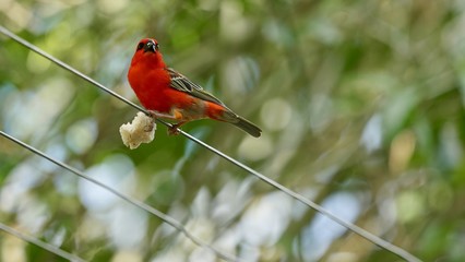 Cardinal mâle mangeant un morceau de pain, La Réunion, série