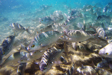 Wild Salema / Sarpa salpa in ocean / Canary Islands