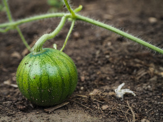 Greenhouse cultivation of watermelon. Little watermelon ripens in the garden.