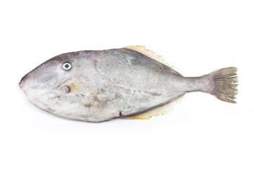 Filefish, Thread-sail filefish,