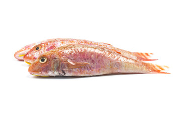Red Mullet fish
