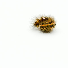 yellow and brown balled caterpillar