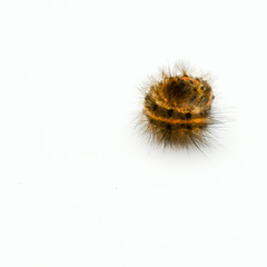 yellow and brown balled caterpillar