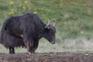 domesticated yak, Bos grunniens