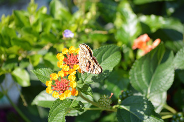 closeup photo of a small butterfly landing on a colorful summer wildflower