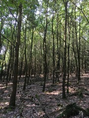 Obraz premium in the forest