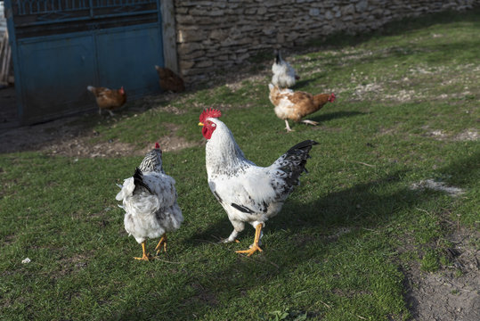White Rooster Village Free Hens