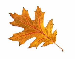 Feuille de chêne en automne