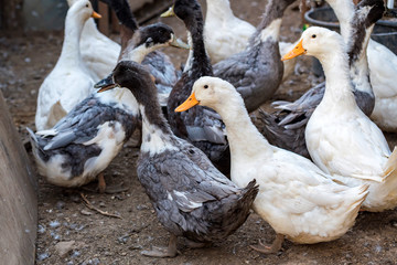 Fowl-run with white domestic ducks on a farm