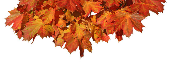 Feuillage d'érable en automne