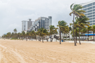 Palm trees blowing in the winds at the Fort Lauderdale beach before catastrophic hurricane Irma