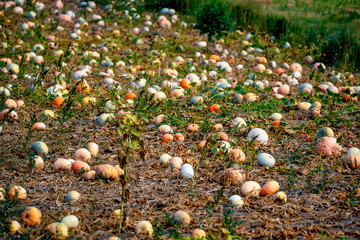 Obraz premium Filed with pumpkins