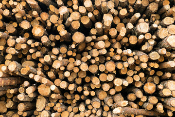 Tree trunks stacked