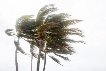 Crédence de cuisine en verre imprimé Orage Palm trees blowing in the winds before catastrophic hurricane Irma.
