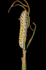 Raupe eines Schwalbenschwanz, Schmetterling 