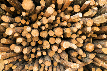 Tree trunks stacked