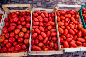 italian heirloom and san marzano tomatoes heap in wood cases