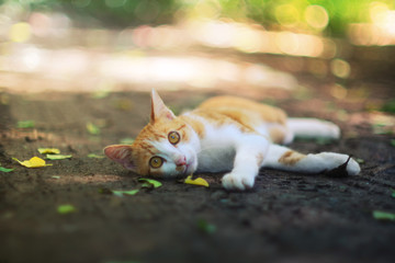 A cute brown cat lying  outdoor.