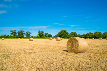 Fototapeta premium Hay bales in a field. End of summer in Norfolk UK
