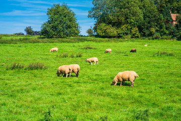 English countryside in Norfolk. Sheep grazing in a meadow.