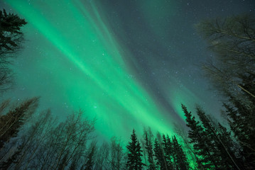 Green Aurora borealis rising up from behind silhouetted tree framing on three sides