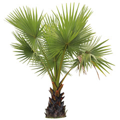 young Betel palm on isolate background and clipping path