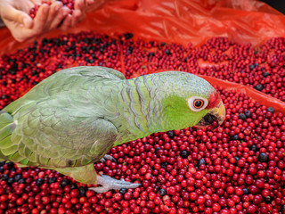 Pet, a parrot eats from his hands. Parrot eating berries, cranberries and blueberries. Much of the collected berries in the forest.   © sablinstanislav