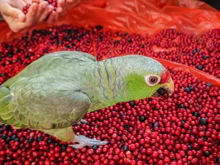 Gordijnen Pet, a parrot eats from his hands. Parrot eating berries, cranberries and blueberries. Much of the collected berries in the forest.   © sablinstanislav