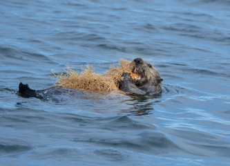 Sea Otter Eating Basket Star V