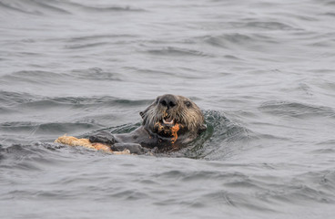 Fototapeta premium Sea Otter Eating Basket Star III