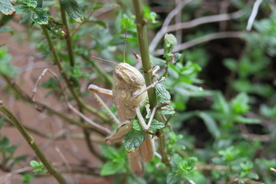 Grasshopper 4434