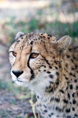 Gepard