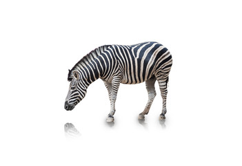 Fototapeta na wymiar Portrait of Zebra isolated on white background(clipping path)