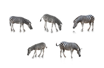 A portrait of Zebras in many poses, isolated in white background