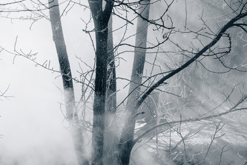 Fog and trees covered with hoarfrost are winter season.