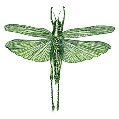 Color insects bug. Colourful species in vintage old hand drawn stippling and hatching, shading style for Halloween. Engraved stipple woodcut. Vector.