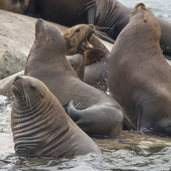 Sea Lion Dominance between Bulls, Glacier Bay, Alaska