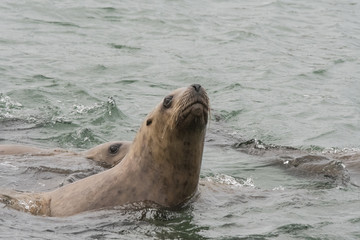 Obraz premium Curious Sea Lion II, Marble Islands, Glacier Bay